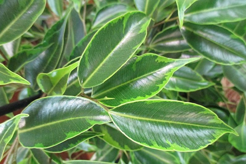 Tipos de Ficus Benjamin - Anastasia