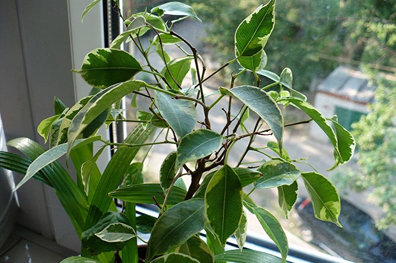 Benjamin Ficus Care - Verlichting