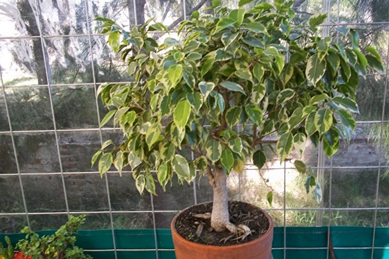 Benjamin Ficus Care - Illuminazione