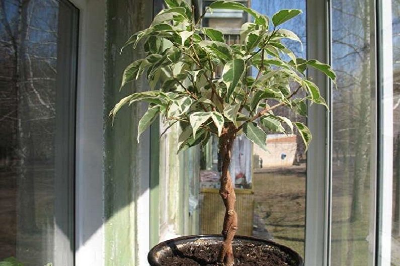 Cura de Benjamin Ficus - Temperatura