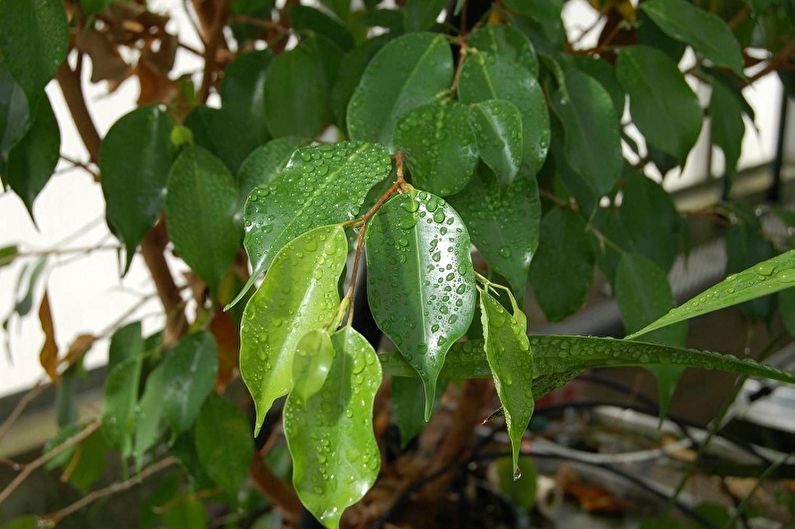 Benjamin Ficus Care - Humidity