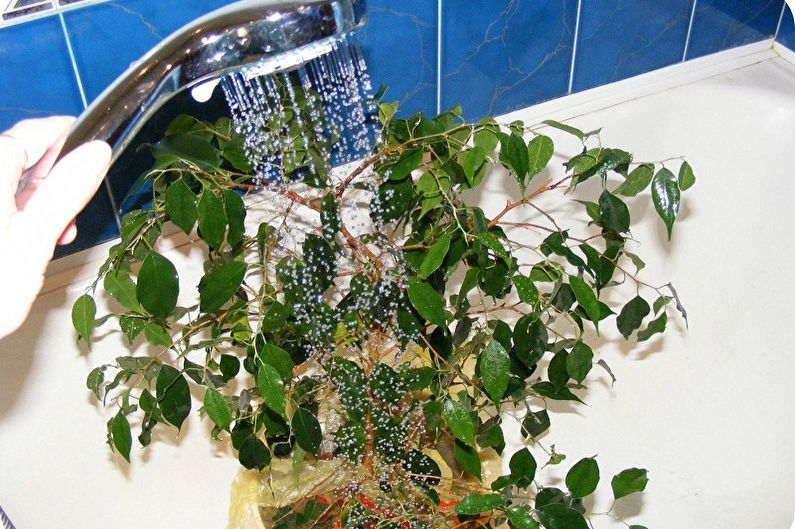 Chăm sóc Benjamin Ficus - Tưới nước