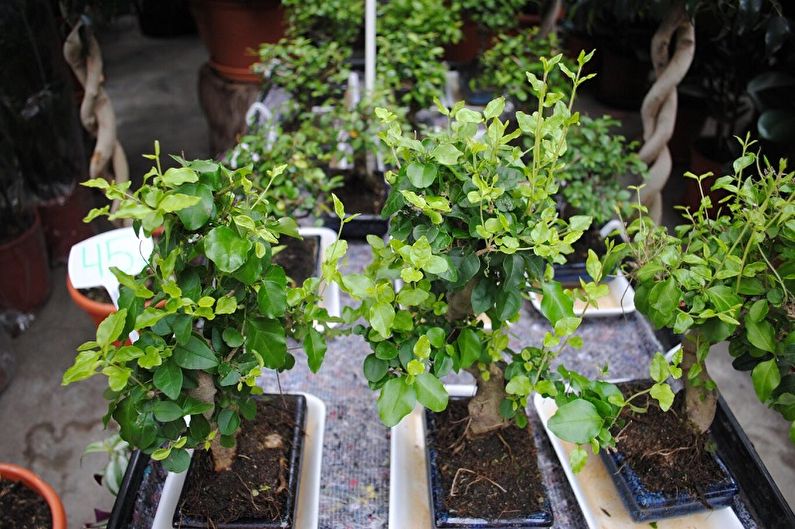 Care Ficus Benjamin - Fertilitzants i alimentació