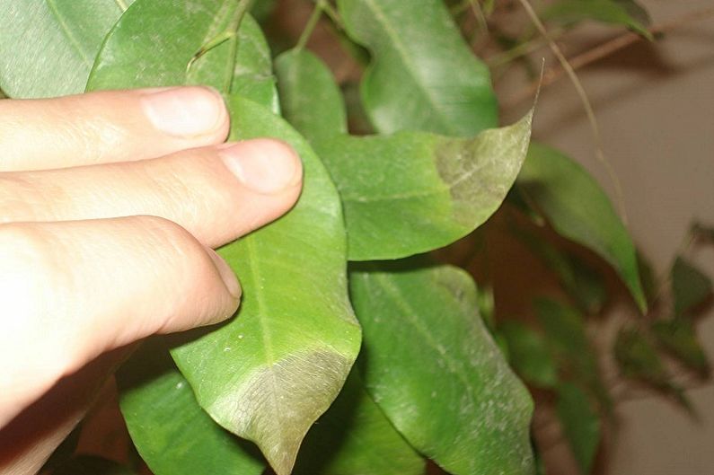 Ficus Benjamin - Pragas e Doenças