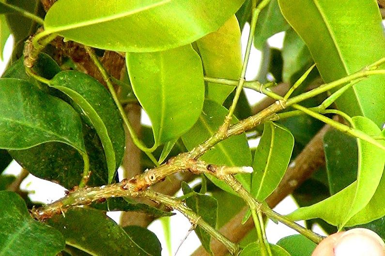 Ficus Benjamin - Schädlinge und Krankheiten