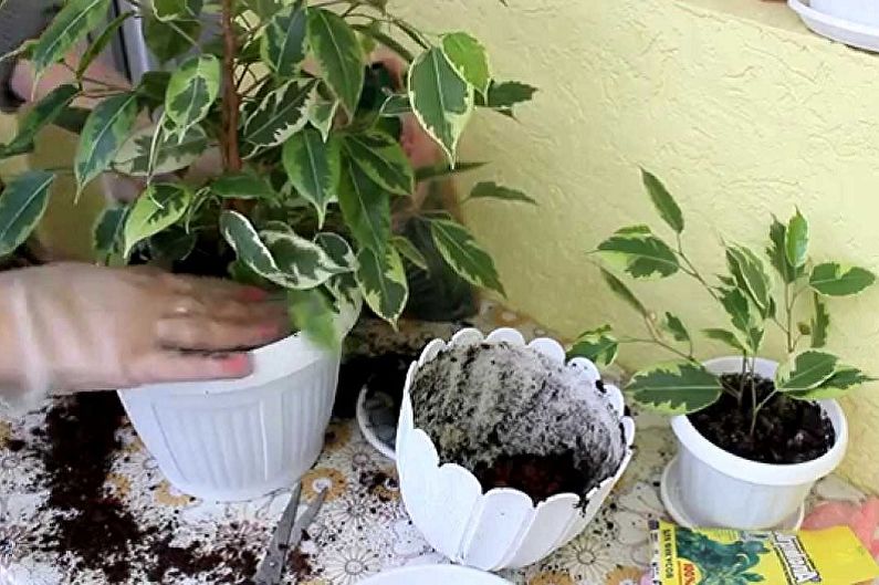 How to transplant Benjamin's ficus