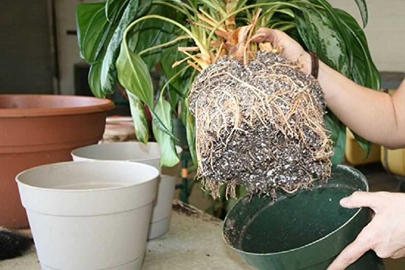 Hoe Benjamin's ficus te transplanteren