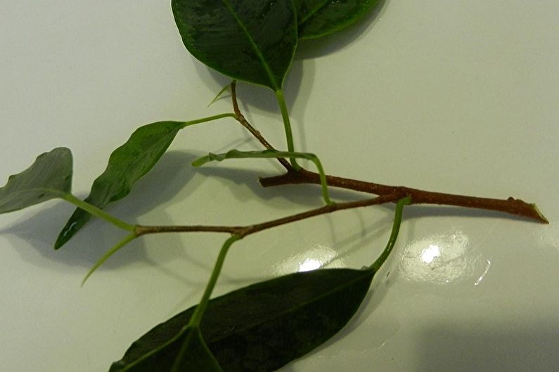 Propagácia Ficus Benjamin odrezkami