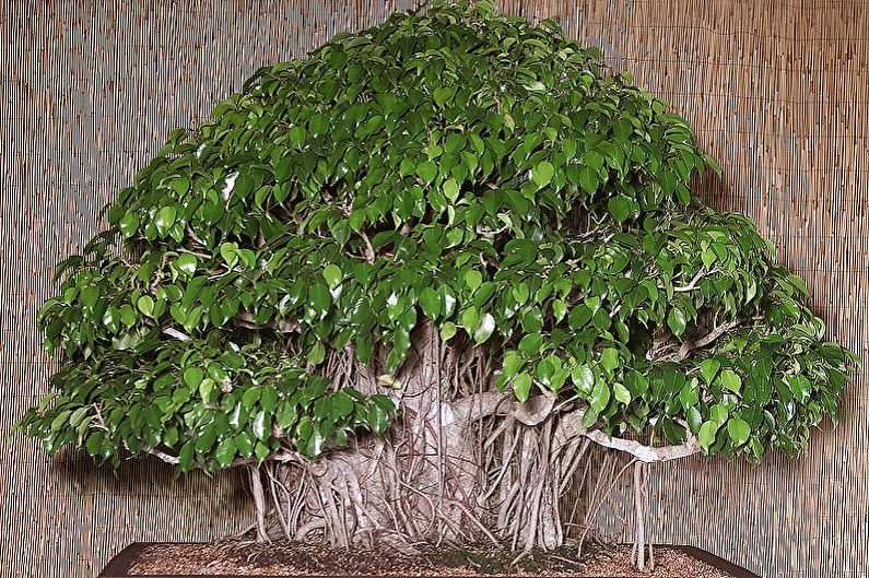 Ficus Benjamin - ảnh