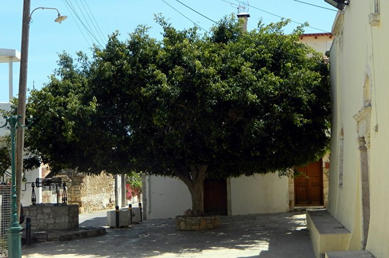 Ficus Benjamin - ảnh