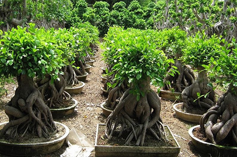 Ficus Benjamin - ảnh