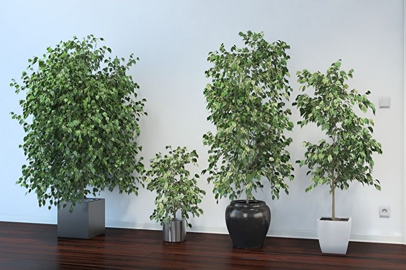 Ficus Benjamin - kuva