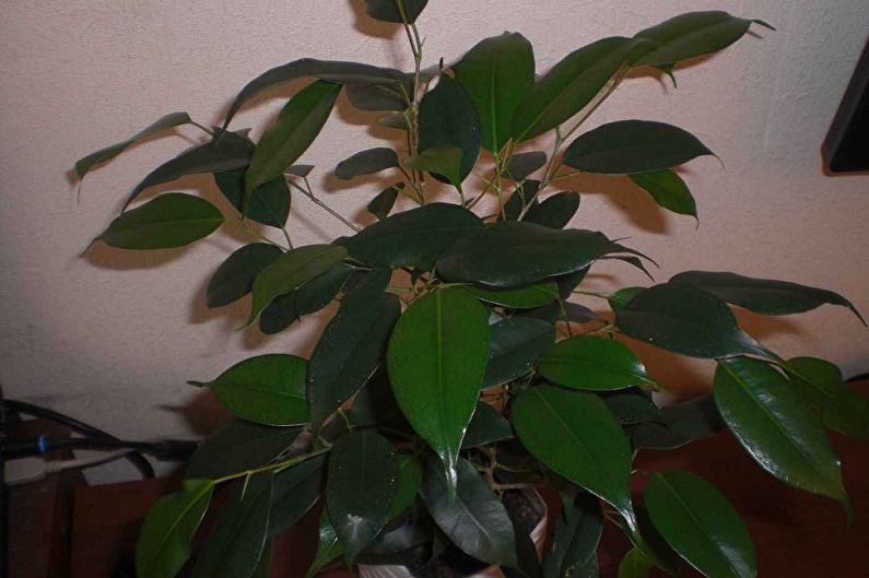 Ficus Benjamin - φωτογραφία