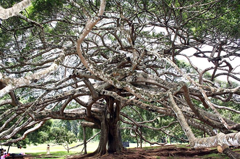 Ficus Benjamin - ảnh