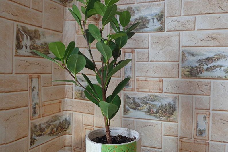 Ficus Benjamin - zdjęcie