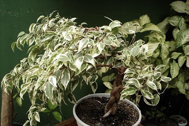 Ficus Benjamin - fénykép