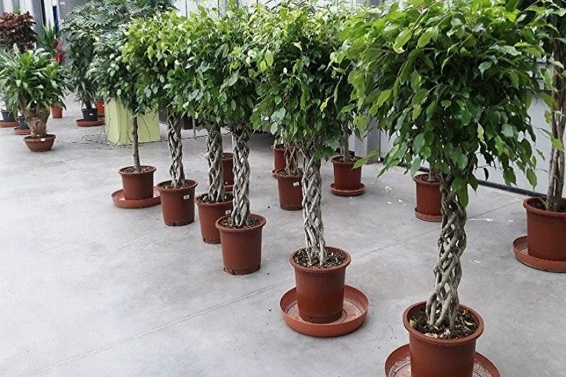 Ficus Benjamin - fotografia