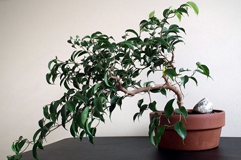 Ficus Benjamin - fotografie