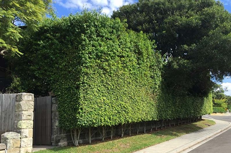 Ficus Benjamin - fotografie