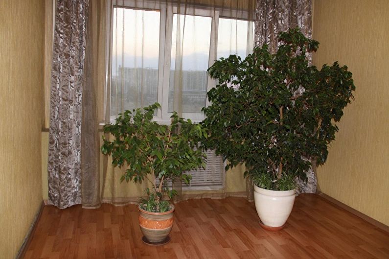 Ficus Benjamin - ảnh