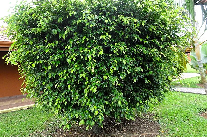 Ficus Benjamin - ảnh