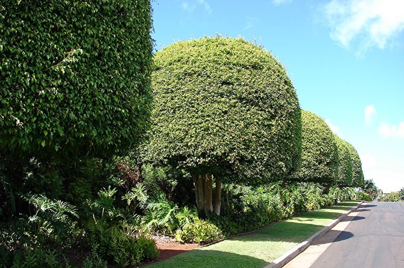 Ficus Benjamin - ảnh