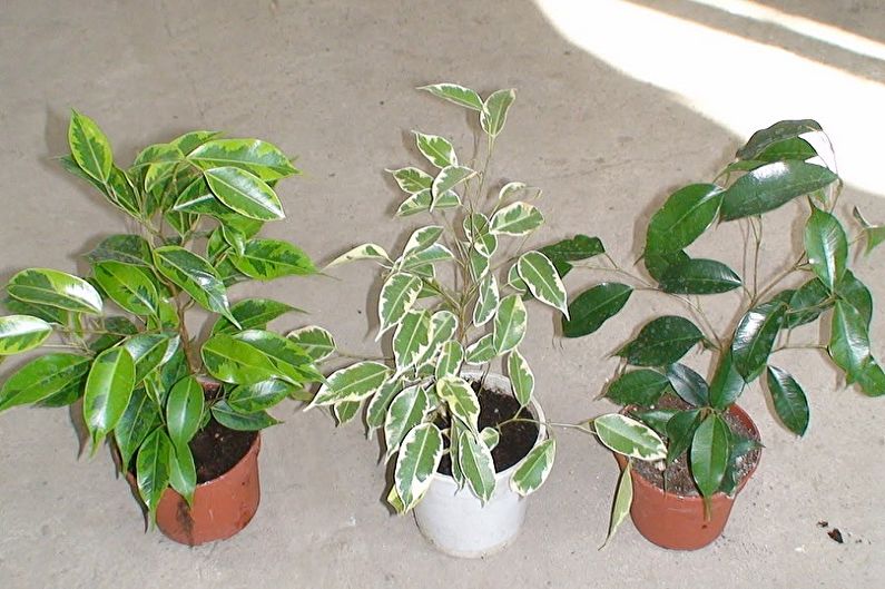 Ficus Benjamin - ảnh