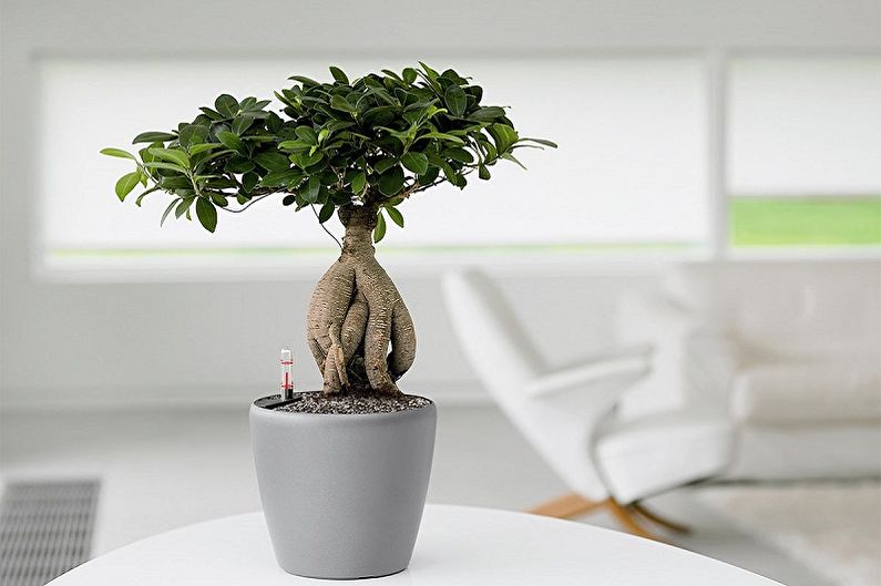 Ficus Benjamin - ảnh