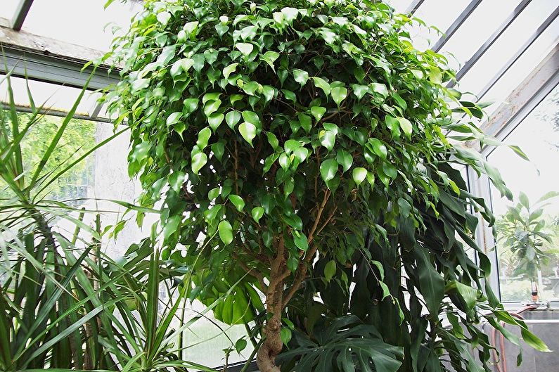 Ficus Benjamin - ảnh