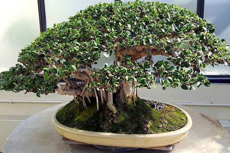 Ficus Benjamin - fotografie