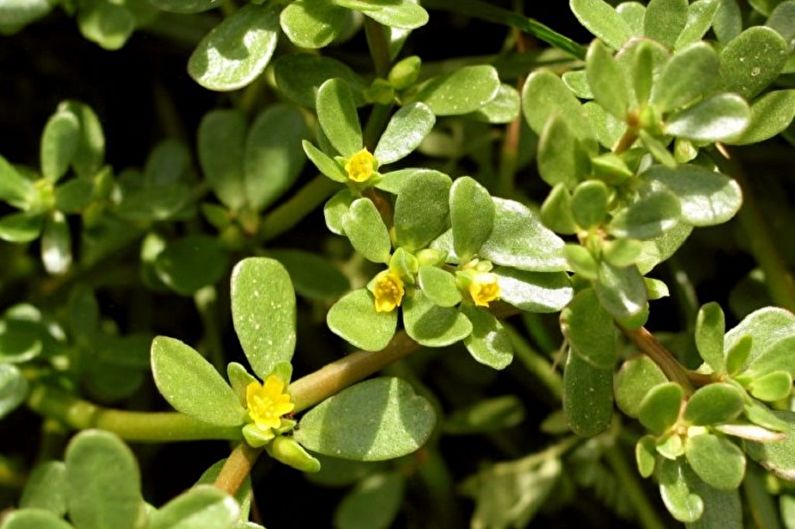 Portulako sodas