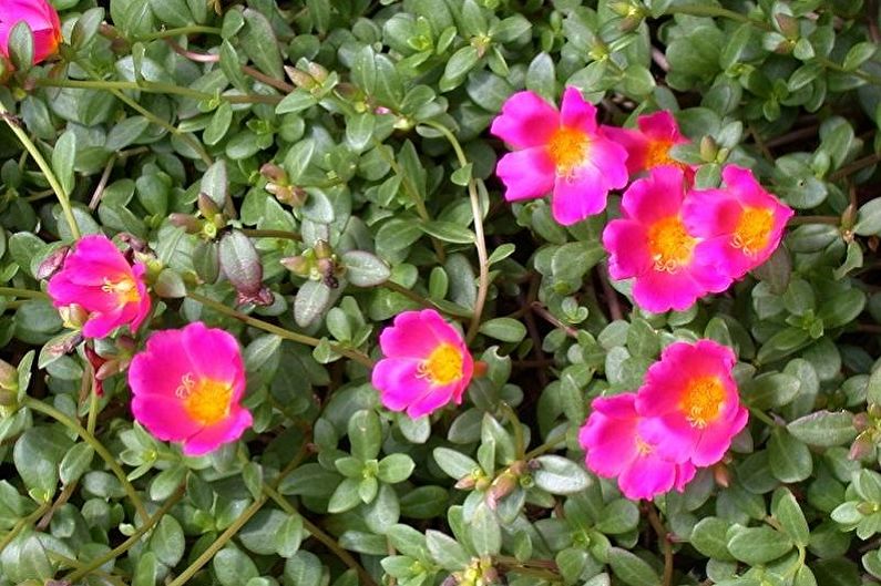 Purslane Care - Temperatura