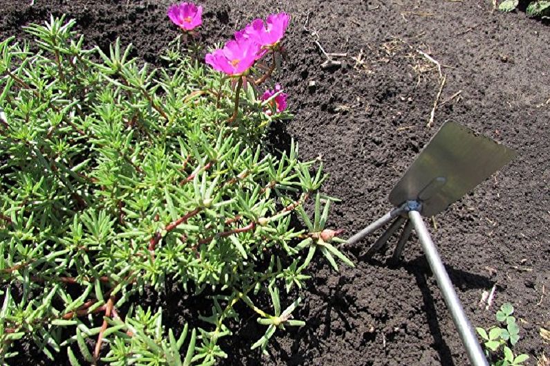 Purslane priežiūra - laistymas