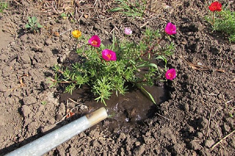 Purslane Care - Vanding