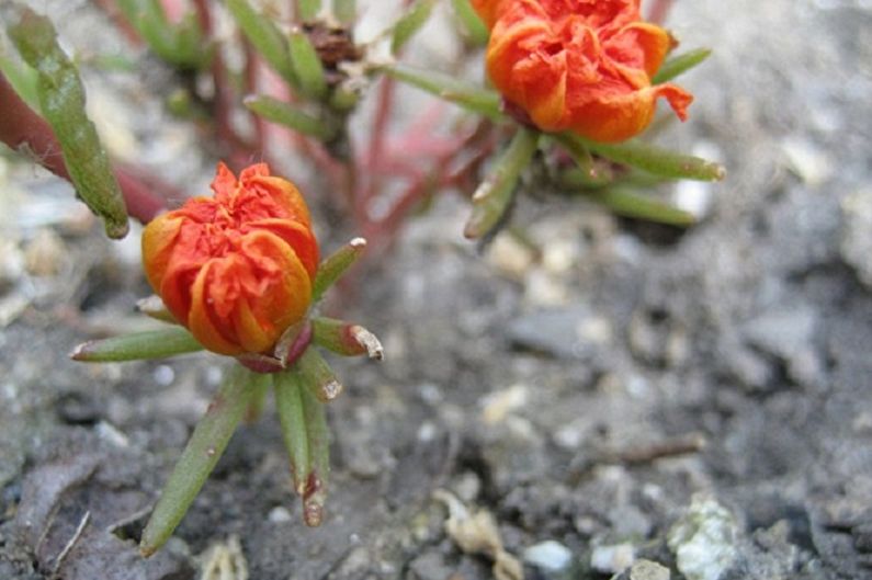 Purslane - štetočine i bolesti