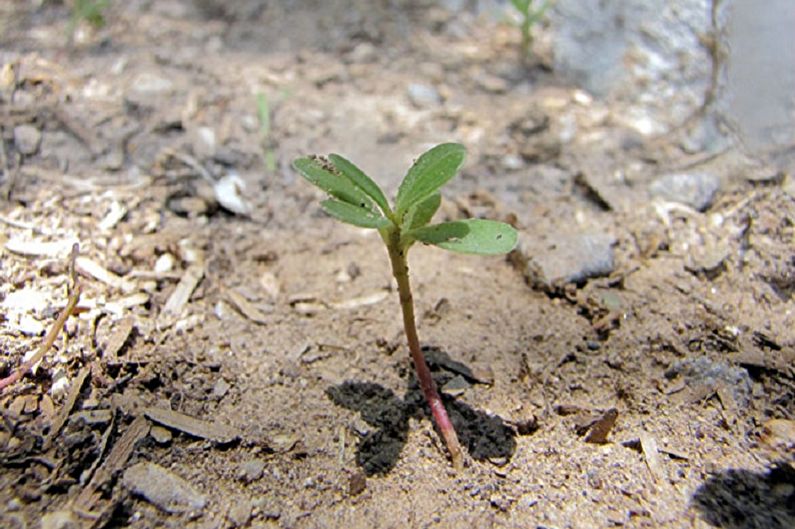 Penyebaran purslane dengan keratan