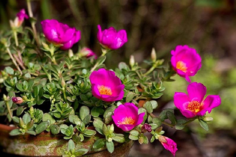 Purslane - fotografia