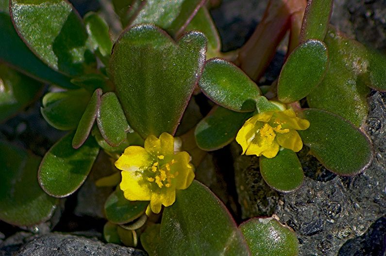 Purslane - fotografija