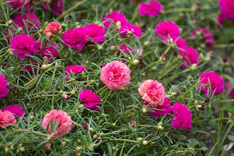 Purslane - fotografia