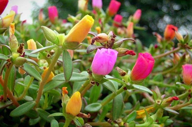 Purslane - foto