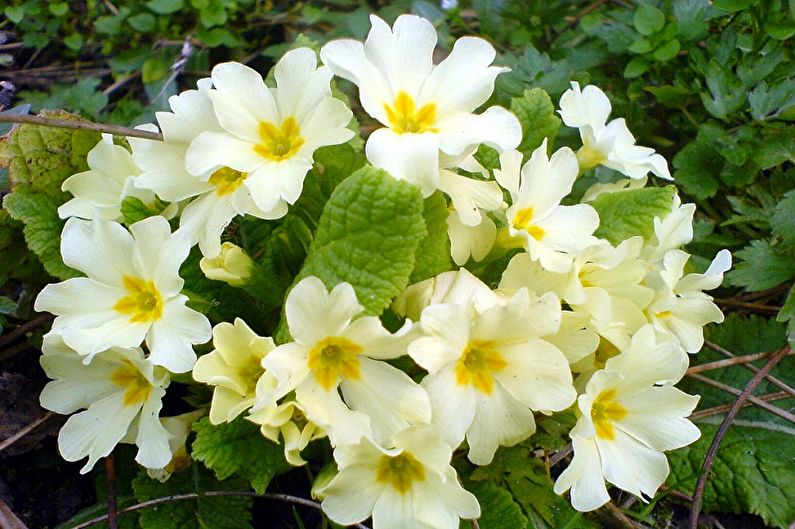 Primrose paprastas