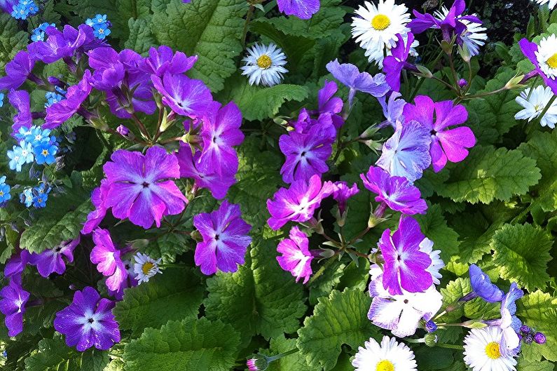 Primula Polyanthus