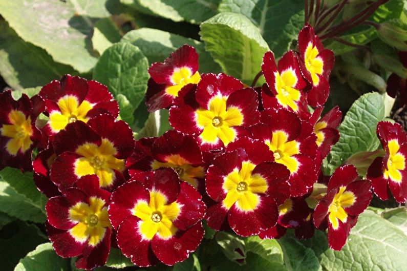 Primrose - foto