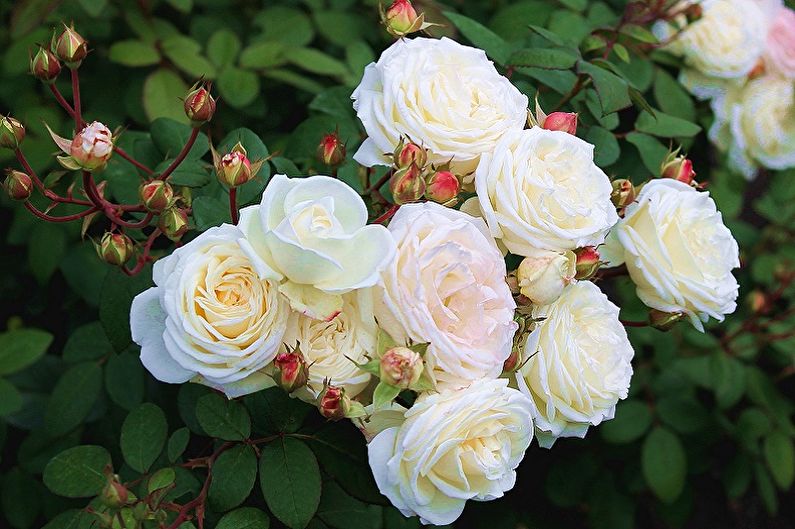 English Rose Care - Watering