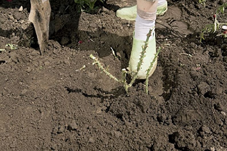 Hoe een Engelse roos te verplanten