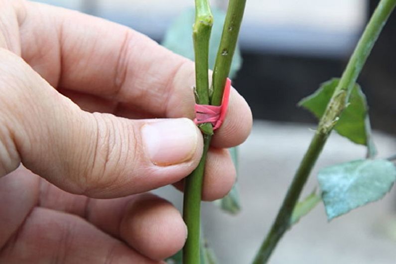 Propagação de uma rosa inglesa por vacinação