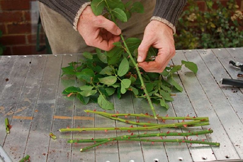 Propagation d'une rose anglaise par boutures