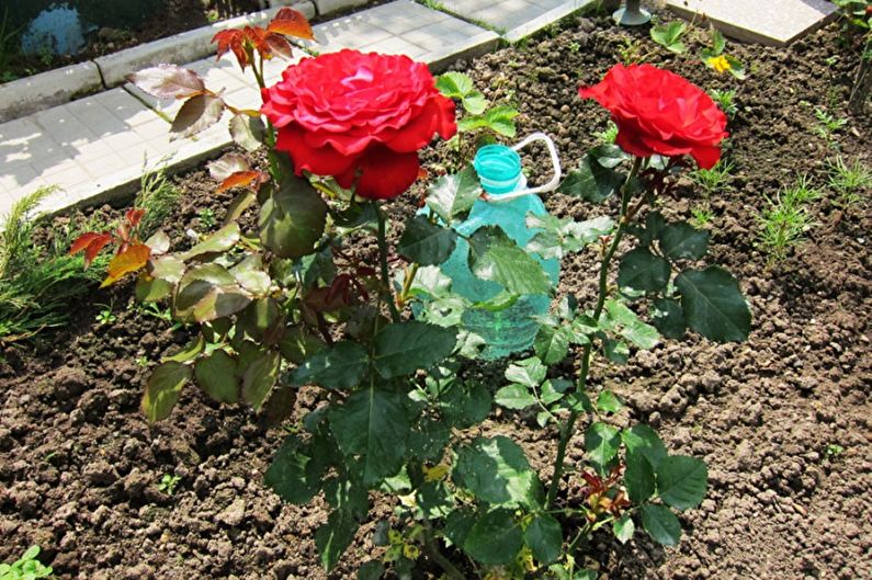 Propagation d'une rose anglaise par boutures