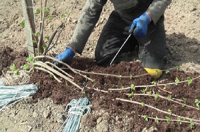 Voortplanting van een Engelse roos door gelaagdheid