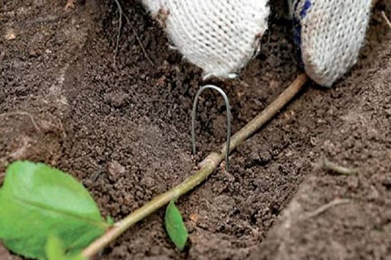 Angļu rozes pavairošana ar slāņošanu